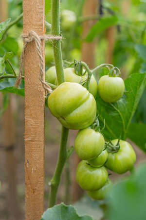 Fresh Growing Green Cherry Tomatoesの写真素材