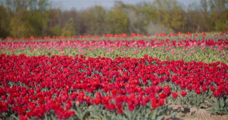 Blooming Red Tulips on Flowers Plantation Farmの写真素材