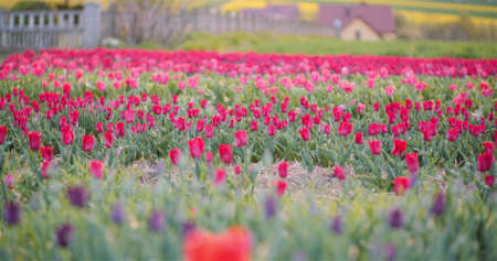 Blooming Tulips on Flowers Plantation Farmの写真素材