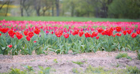 Blooming Tulips on Agriculture Fieldの写真素材