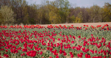 Blooming Red Tulips on Flowers Plantation Farmの写真素材