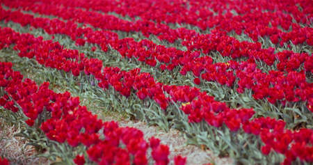 Blooming Red Tulips on Flowers Plantation Farmの写真素材