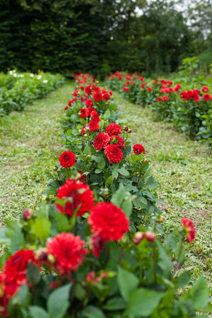 Blooming Red Tulips on Flowers Plantation Farmの写真素材