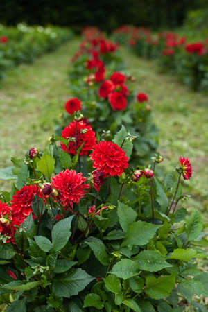 Blooming Red Tulips on Flowers Plantation Farmの写真素材