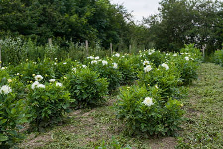 White Dahlia Flower in Gardenの写真素材