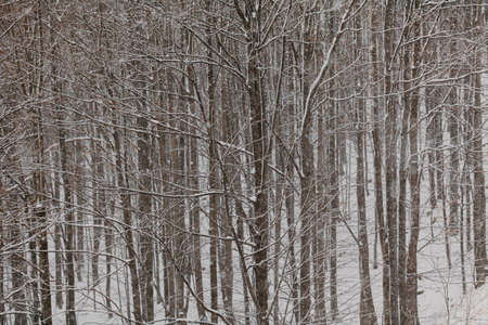forest during snowstorm in winterの写真素材
