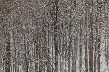 forest during snowstorm in winterの写真素材