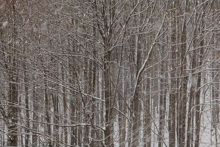forest during snowstorm in winterの写真素材