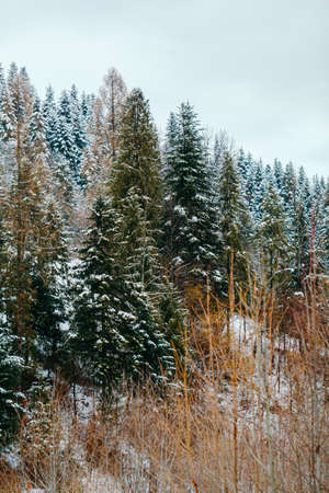 winter landscape of mountains and forests on cloudy dayの写真素材