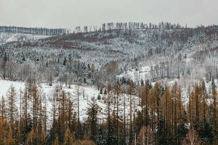 winter landscape of mountains and forests on cloudy dayの写真素材