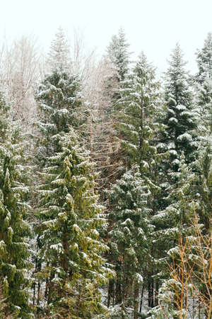 forest during snowstorm in winterの写真素材