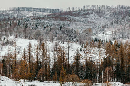 winter landscape of mountains and forests on cloudy dayの写真素材
