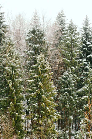 forest during snowstorm in winterの写真素材