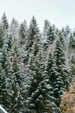 winter landscape of mountains and forests on cloudy dayの写真素材