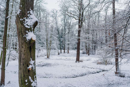 Winter Landscape. Tree Covered with Snow in Winter.の写真素材