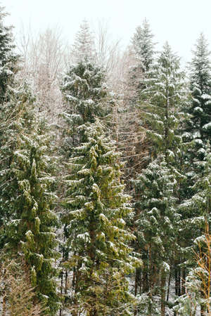 forest during snowstorm in winterの写真素材