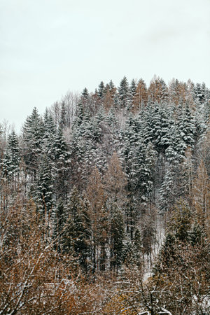 winter landscape of mountains and forests on cloudy dayの写真素材