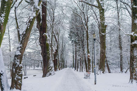 Winter Landscape. Tree Covered with Snow in Winter.の写真素材