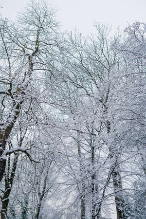 Winter Landscape. Tree Covered with Snow in Winter.の写真素材