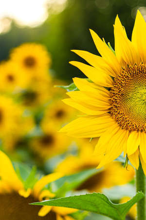 Sunflowers, field of sunflower in bloom sunflower fieldの写真素材