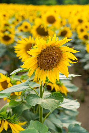 Sunflowers, field of sunflower in bloom sunflower fieldの写真素材