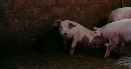 Pigs at Livestock farm. Pork Production, Livestock, Swine.の写真素材
