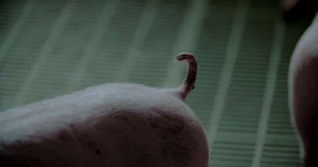 Pigs at Livestock farm. Pork Production, Livestock, Swine.の写真素材