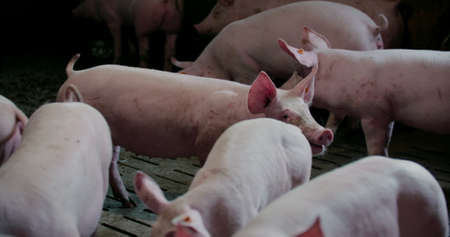 Pigs at Livestock farm. Pork Production, Livestock, Swine.の写真素材