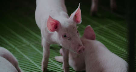 Pigs at Livestock farm. Pork Production, Livestock, Swine.の写真素材