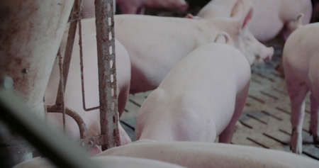 Pigs at Livestock farm. Pork Production, Livestock, Swine.の写真素材