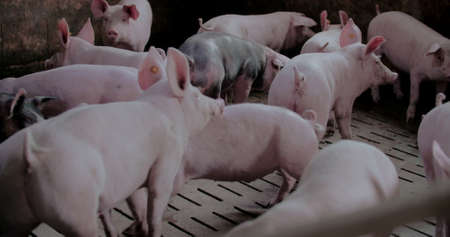 Pigs at Livestock farm. Pork Production, Livestock, Swine.の写真素材