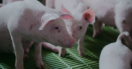 Pigs at Livestock farm. Pork Production, Livestock, Swine.の写真素材
