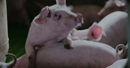 Pigs at Livestock farm. Pork Production, Livestock, Swine.の写真素材