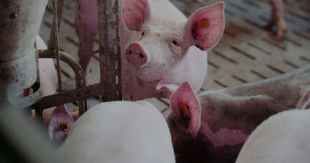 Pigs at Livestock farm. Pork Production, Livestock, Swine.の写真素材