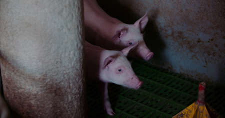 Pigs at Livestock farm. Pork Production, Livestock, Swine.の写真素材