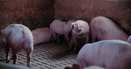 Pigs at Livestock farm. Pork Production, Livestock, Swine.