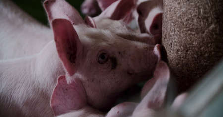 Pigs at Livestock farm. Pork Production, Livestock, Swine.の写真素材