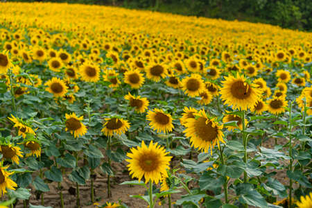 Sunflowers, field of sunflower in bloom sunflower fieldの写真素材