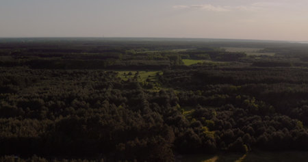 Aerial View of Forest at Early Morning in Summerの写真素材