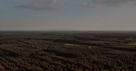 Aerial View of Forest at Early Morning in Summerの写真素材