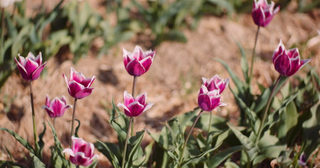 Beautiful Tulips Blooming on Flowers Plantationの写真素材
