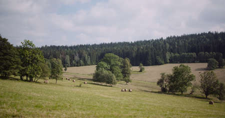 Beautiful View of Forest and Fields Aerial