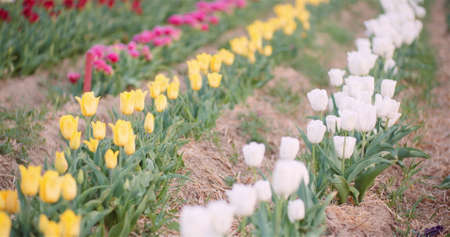 Blooming Tulips on Agriculture Fieldの写真素材