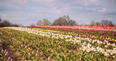 Wide View of Blooming Tulips on Agriculture Field in Netherlands on Flower Plantation Farmの写真素材
