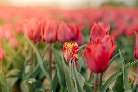 Beautiful Red Tulips Blooming on Field Agriculture. Tulip Infected with Flower Virusの写真素材