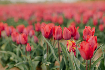 Beautiful Red Tulips Blooming on Field Agriculture. Tulip Infected with Flower Virusの写真素材