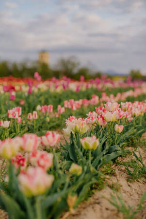 Multicolored White and Pink Tulips Blooming on Field at Flower Plantation Farm in Netherlandsの写真素材