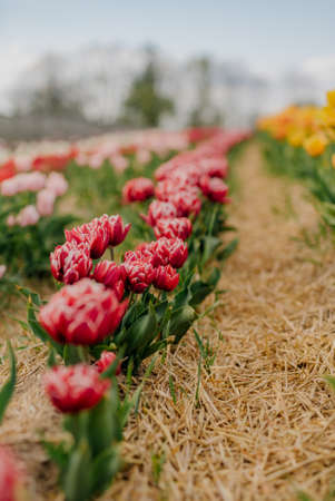 Yellow Purple and Red Fresh Tulips Blooming on Field at Flower plantation Farmの写真素材