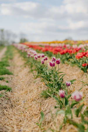 Yellow Purple and Red Fresh Tulips Blooming on Field at Flower plantation Farmの写真素材