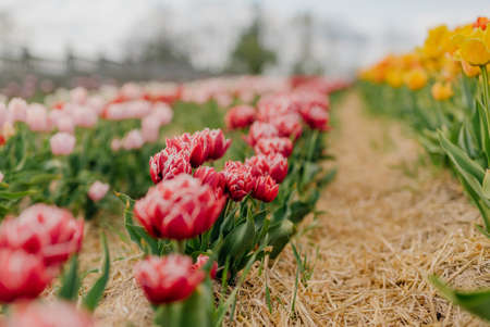Beautiful Red Tulips Blooming on Field Agricultureの写真素材